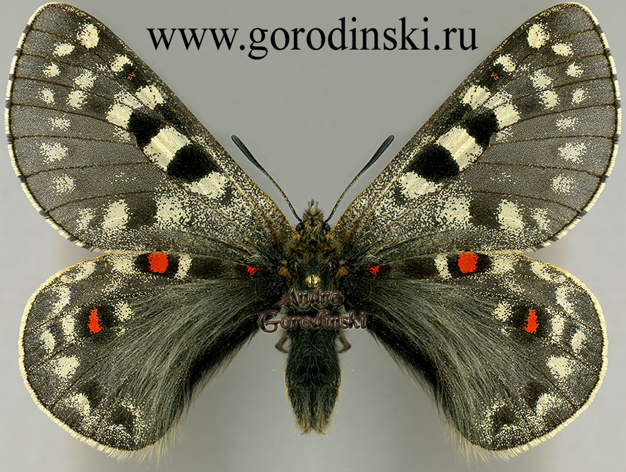 http://www.gorodinski.ru/papilionidae/Parnassius acco tchernyshevi.jpg